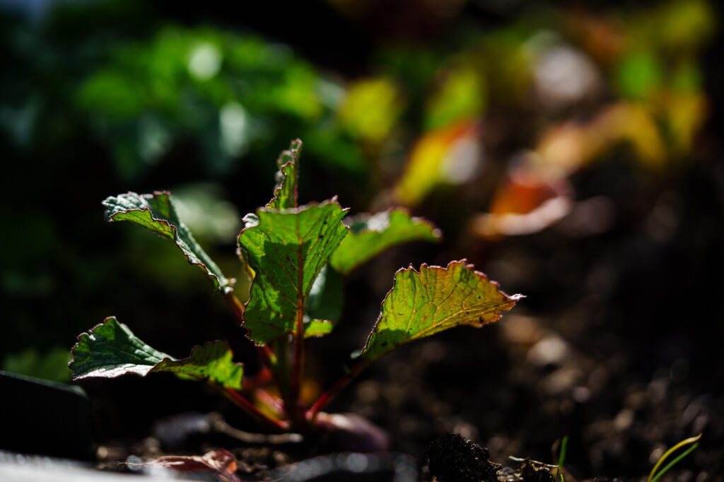 Le potager du Clos Cathala au printemps
