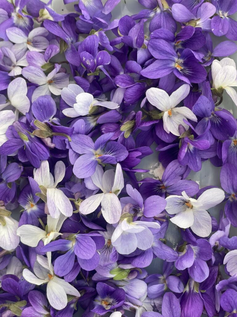 fleurs comestible la violette odorante