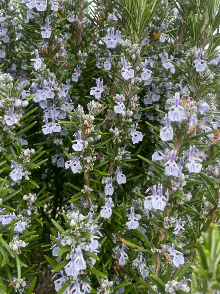 fleurs comestibles la fleur de romarin